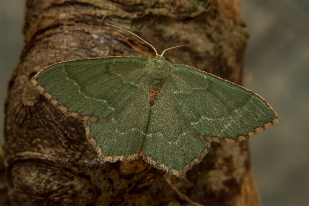 Green moth resting on textured tree bark, wings spread in camouflage—overlaid with 'Moths' text, linking to EJC Photography's macro and nature photography collection.