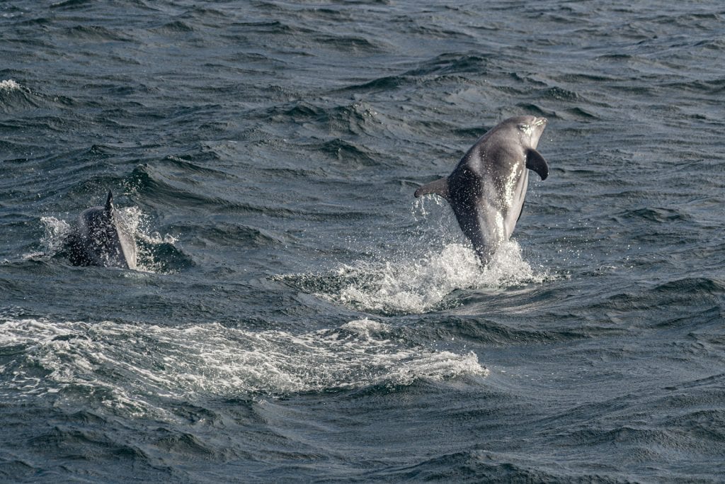 Two dolphins leaping from dark ocean waters, mid-air against choppy waves, overlaid with 'Whales & Dolphins'—link to EJC Photography's marine wildlife gallery.