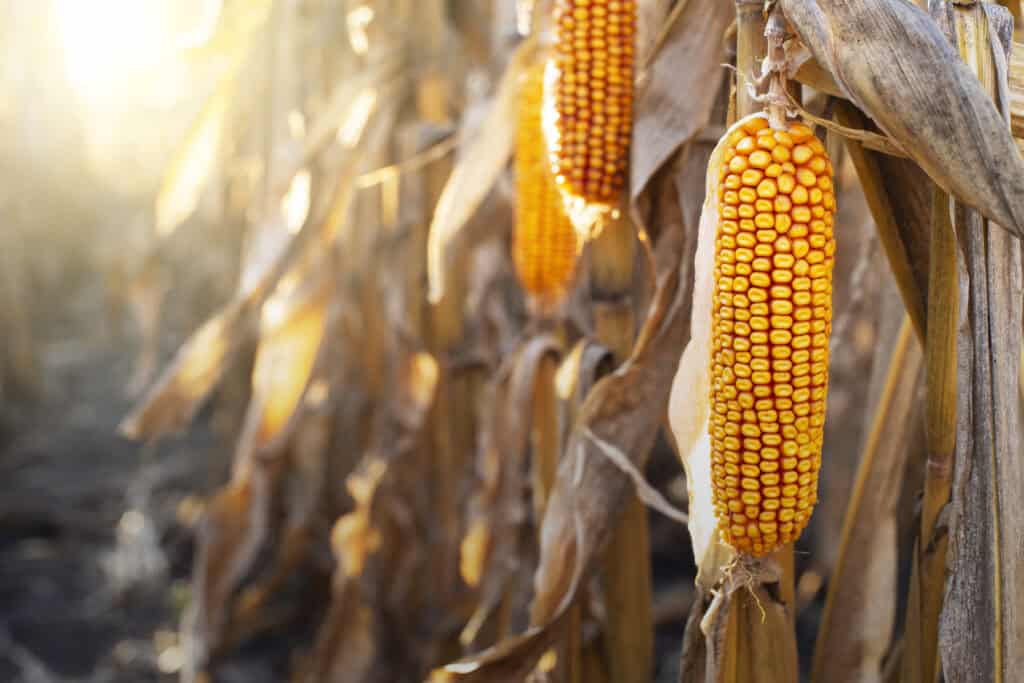 corn for vodka distillation