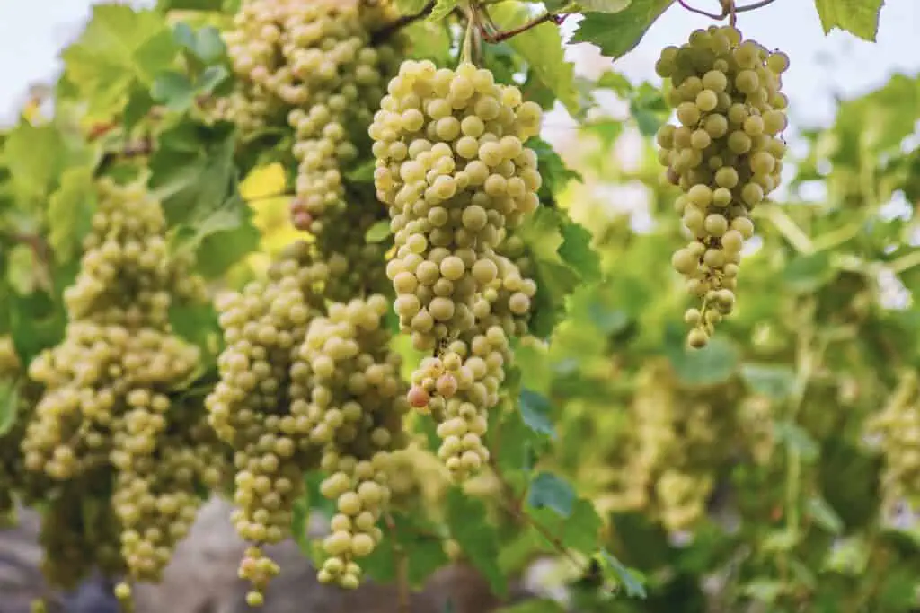 grapes for vodka distillation