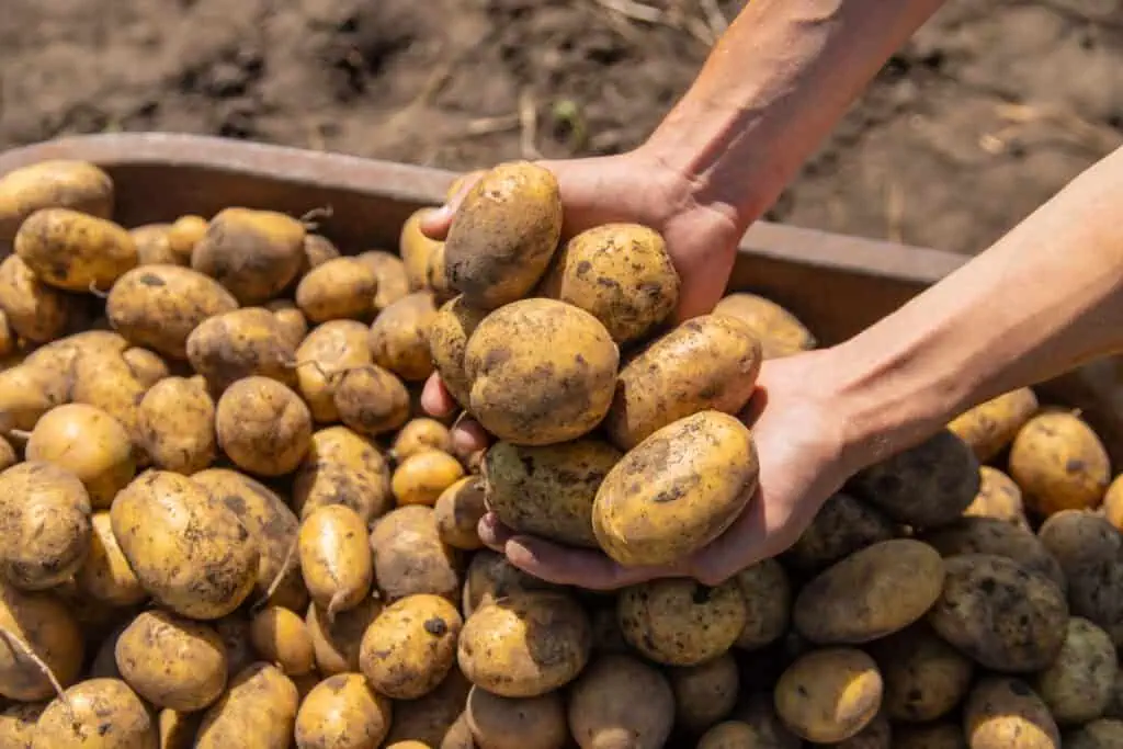 potatoes for vodka distillation