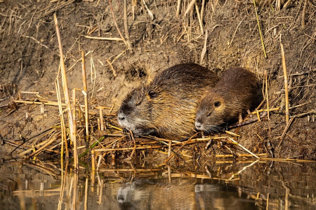 Nutria Removal Clayton