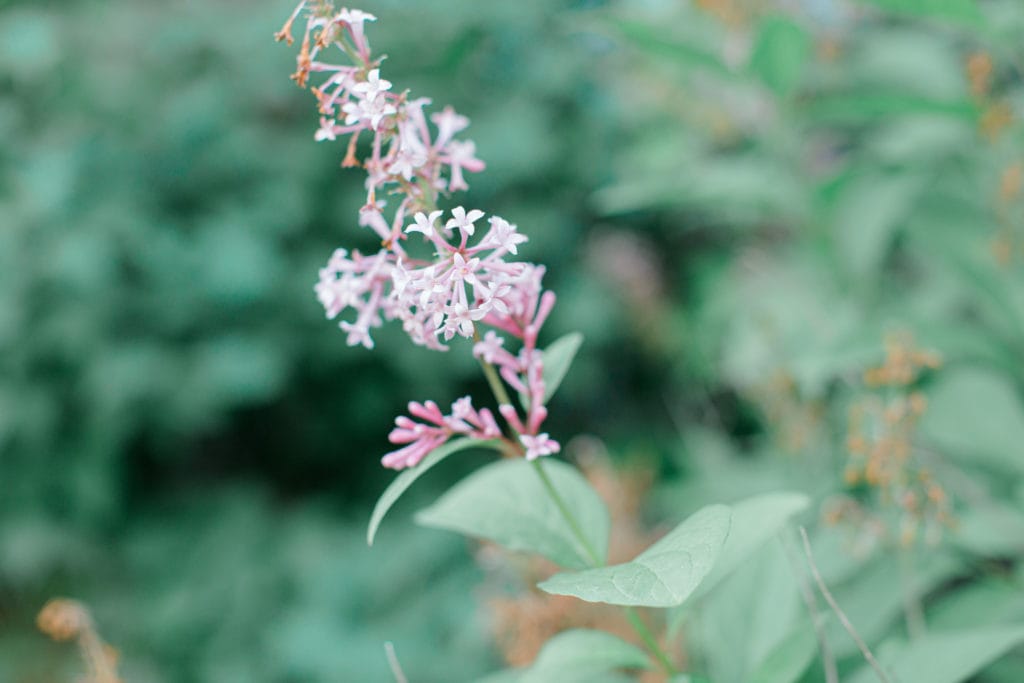 Details of the Farm - Cows during Engagement Session - Poses during Engagement Session Sunset - Natural Posing for Photo Session - Couples Photo Session Fun - Fun on the Farm - Farm Engagement Session - Blue and Brown Engagement Session Inspiration - Natural Engagement Session Posing - Ideas for what to wear for Engagement Photography, Modern Engagement Session Inspiration Wardrobe Ideas. Unsure of what to wear for your engagement photos, we've got you! Romantic brown with black leggings for Summer Engagement in Almonte. Grey Loft Studio is Ottawa's Wedding and Engagement Photographer for Real couples, showcasing photos that are modern, bright, and fun.