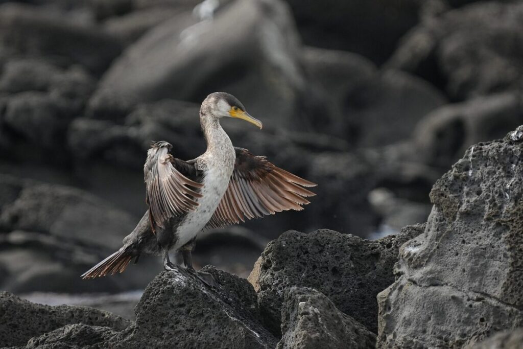 cormorant, bird, feathers, wings, wild, animal, nature, animal, animal, animal, animal, animal, nature
