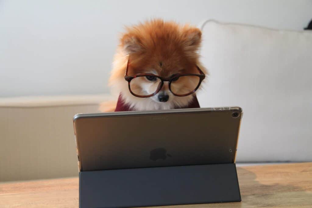 How Intelligent Are Dogs? The Answer Will Surprise You