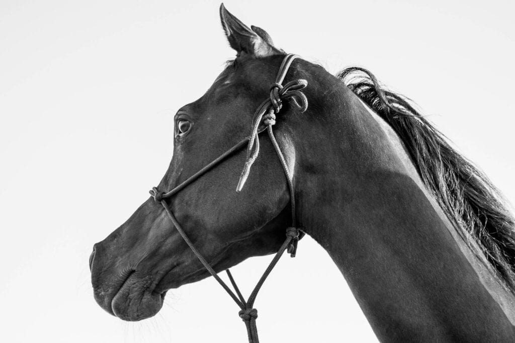Black Arabian Horse Names