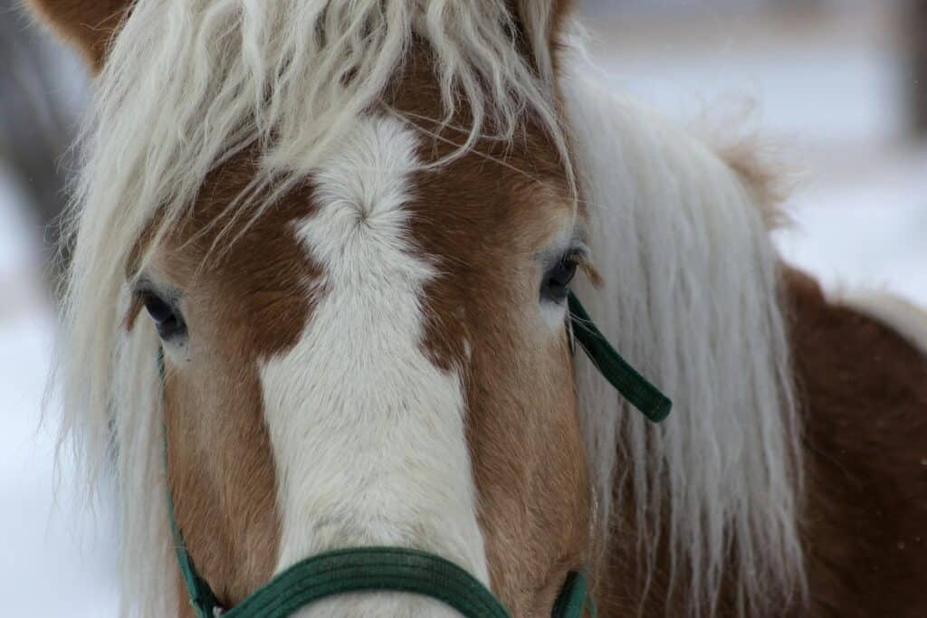 200+ Creative Canadian Horse Names for Every Personality