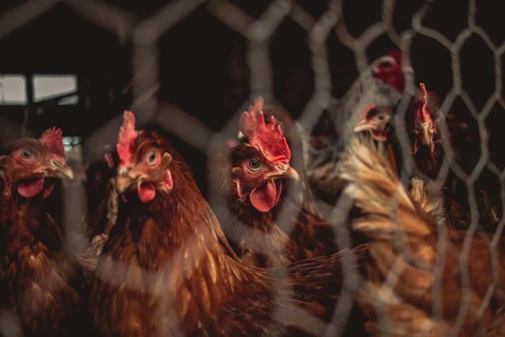 chickens behind a fence