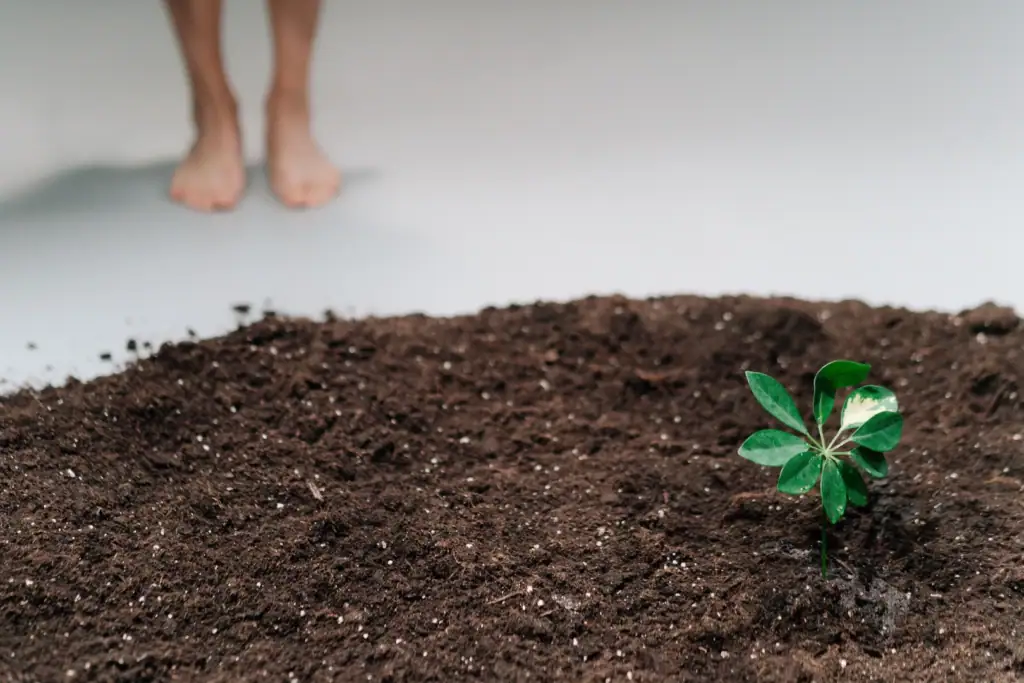 Small green seedling sprouting from soil with bare feet standing nearby, symbolising small sustainable steps that add up over time