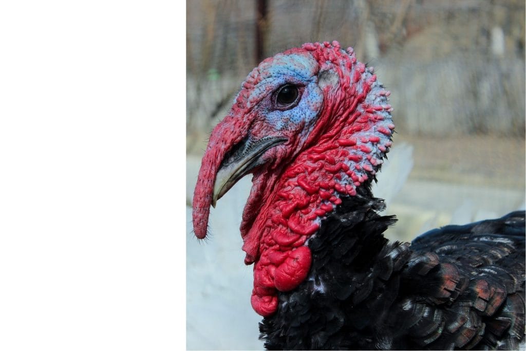 Hindi Dolması ve Yılbaşı