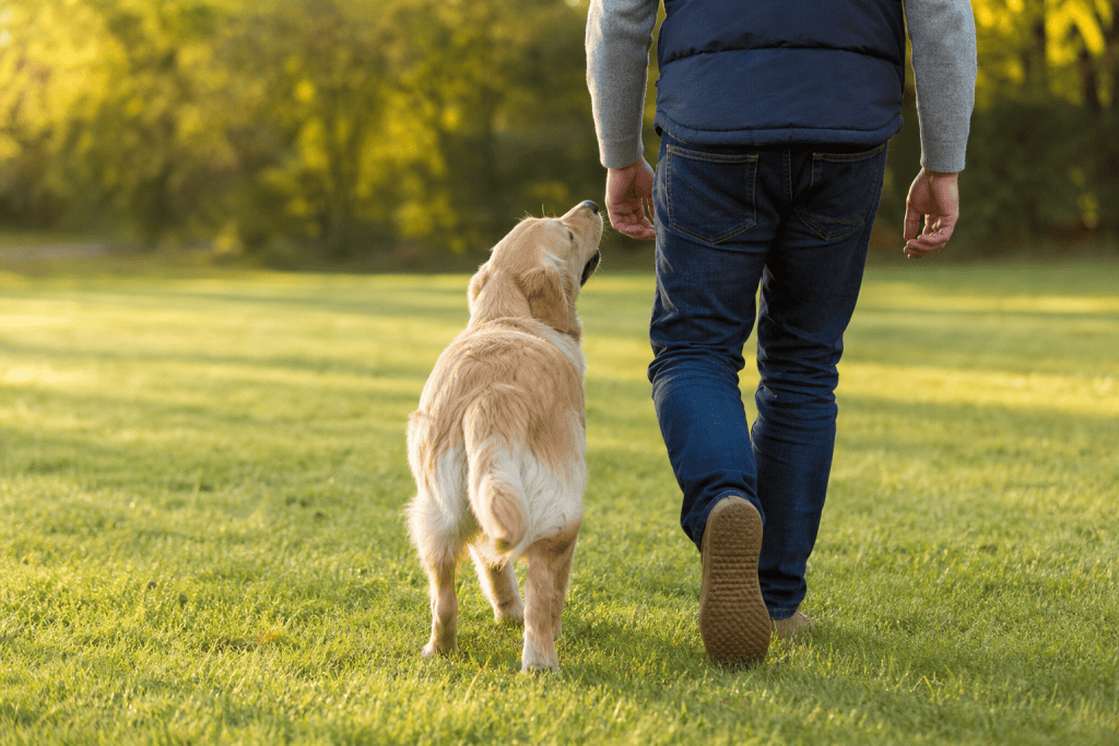 Best Treat for Dog Training