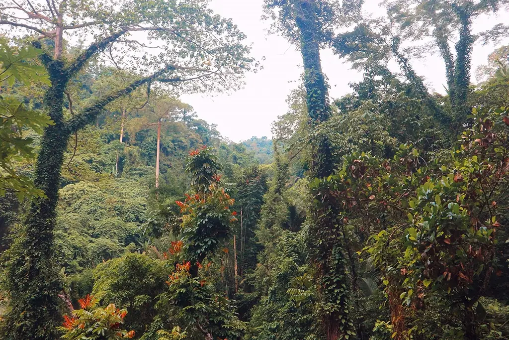 A picture of the area surrounding the Casaroro Falls.  It is beautiful there!