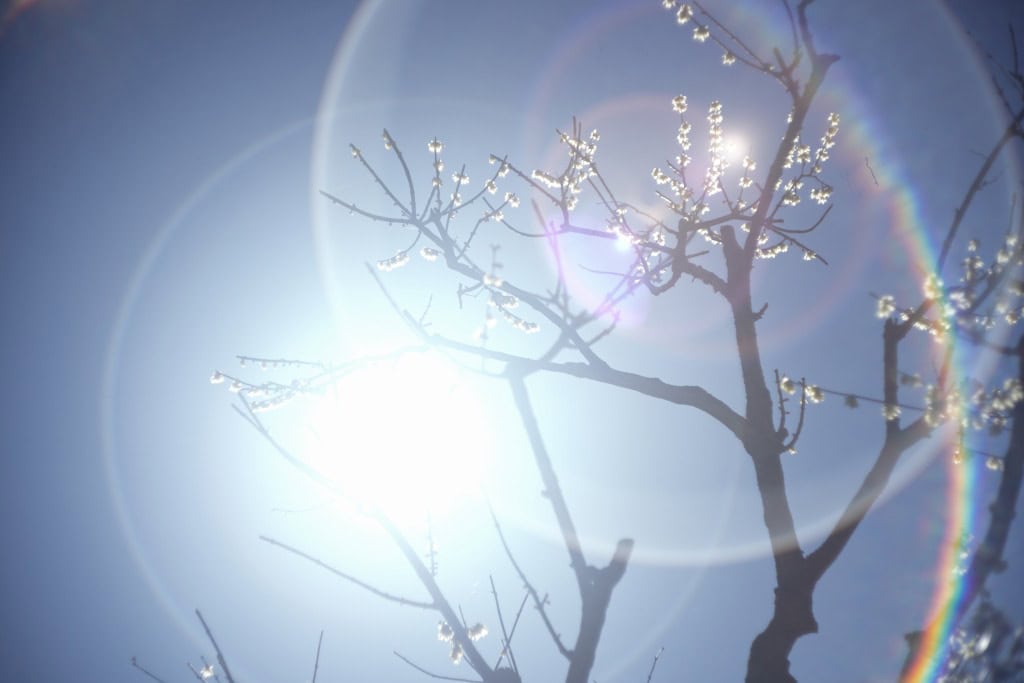 Summicron 5cm F2 作例 吉野梅郷 虹ゴーストと梅