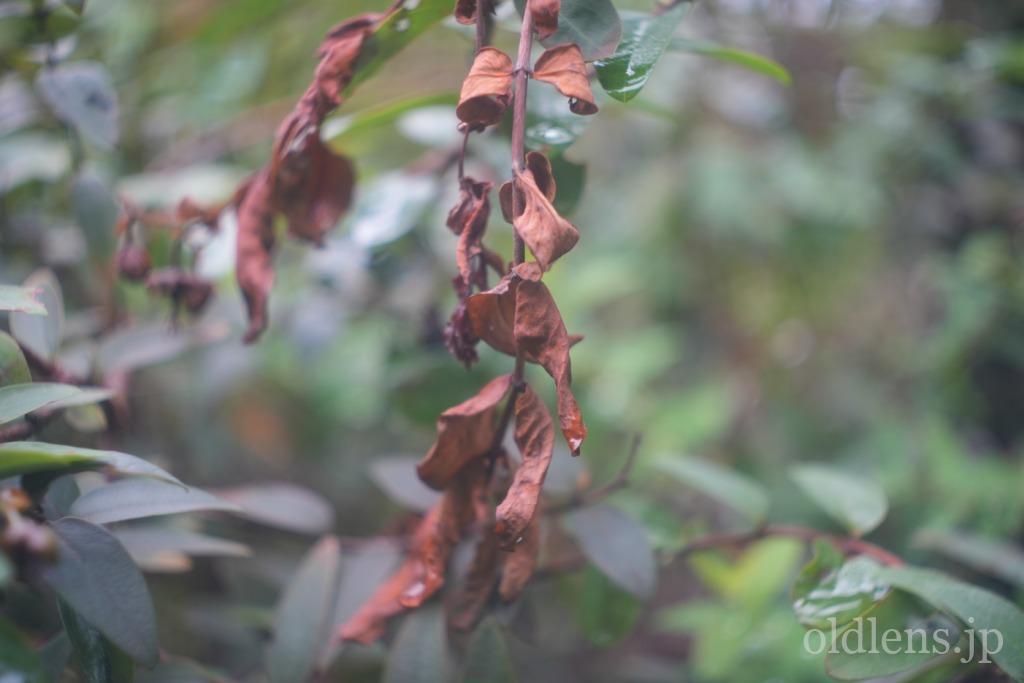 Leitz Hektor 5cm f2.5のreviewと作例 草花マクロ 自然風景