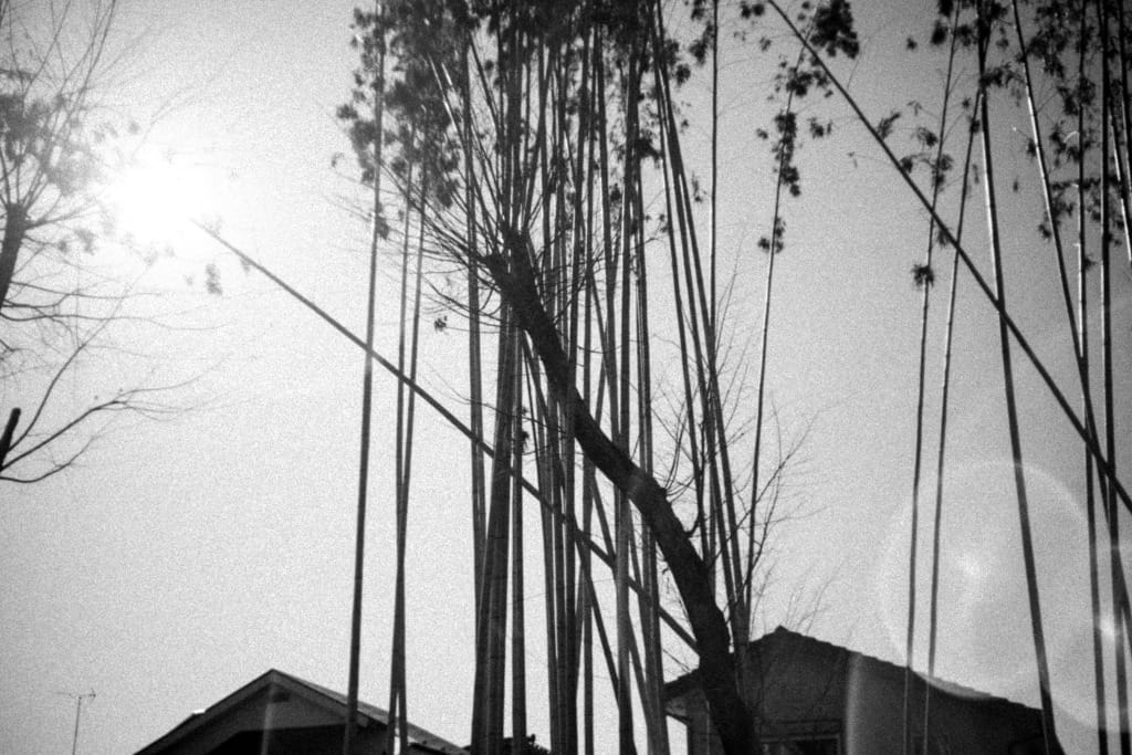 Leica Summar 50mm f2 作例