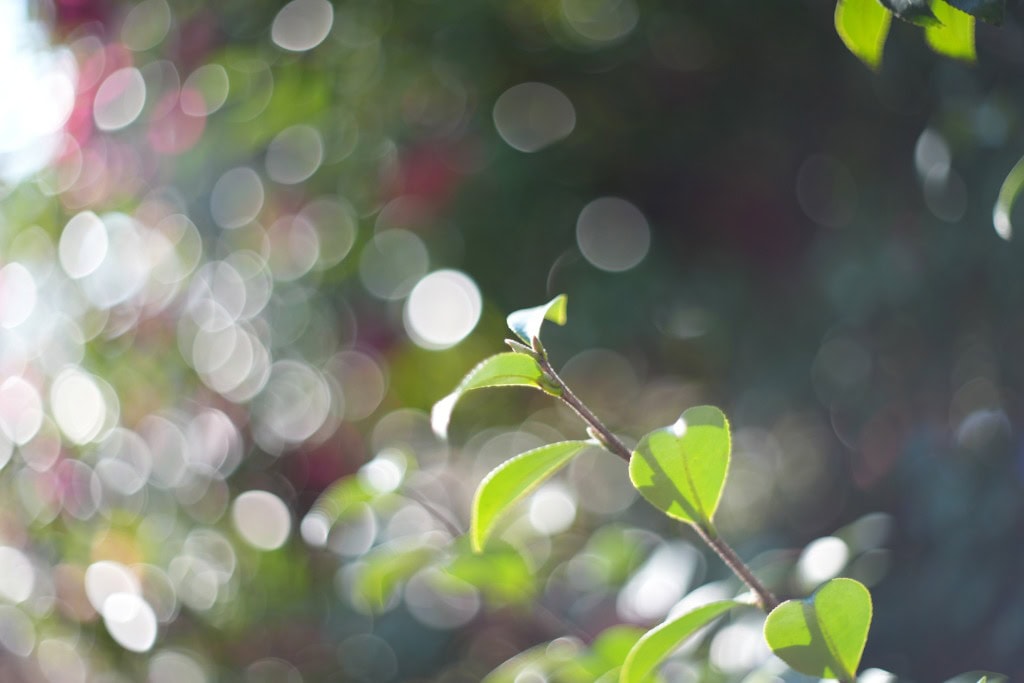 オーダー作品例 Oreston 50mm F1.8後期M42 Review作例 Meyer-Optik銘玉おすすめマクロ