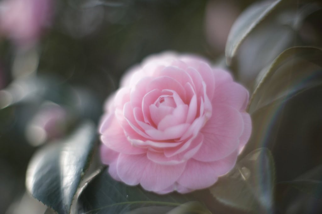 OLYMPUS OM-SYSTEM G.ZUIKO AUTO-S 50mm f1.4 レビュー作例 春椿ツバキ ピンク緑 滲み