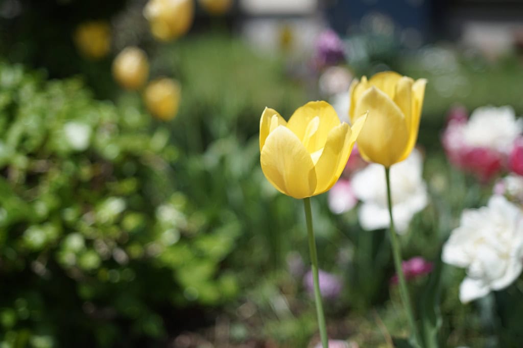 INDUSTAR 61 L/Z-MC 50mm F2.8 オールドレンズ 六芒星 Industar-61L/Z 50mm f2.8 review作例 六芒星ボケが楽しいロシア製