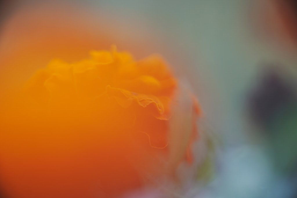 OLYMPUS OM ZUIKO AUTO MACRO 90㎜ F2 作例 マリーゴールド 草花マクロ