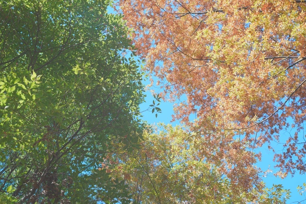 C.C. Petri Orrikor 50mm f2 前期型 M42作例