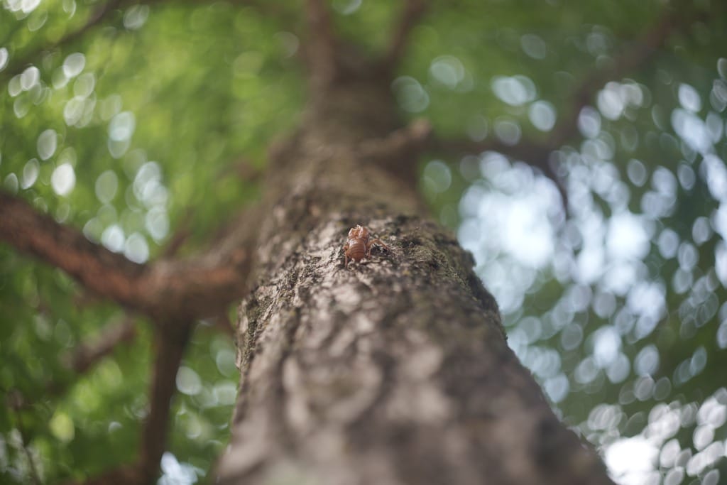 最初期型 13枚羽 Helios-44 58mm f2 ぐるぐるボケ 2 分解清掃済 Helios-44-2 58mm f2 ぐるぐるボケ 二
