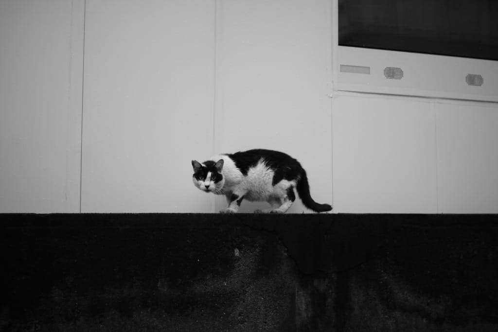 完動品・ausJena(carl Zeiss) T50mmF2.8実写確認作例有 Carl Zeiss Jena Tessar 50mm f2.8 M42 Review作例 神オールドレンズ銘玉