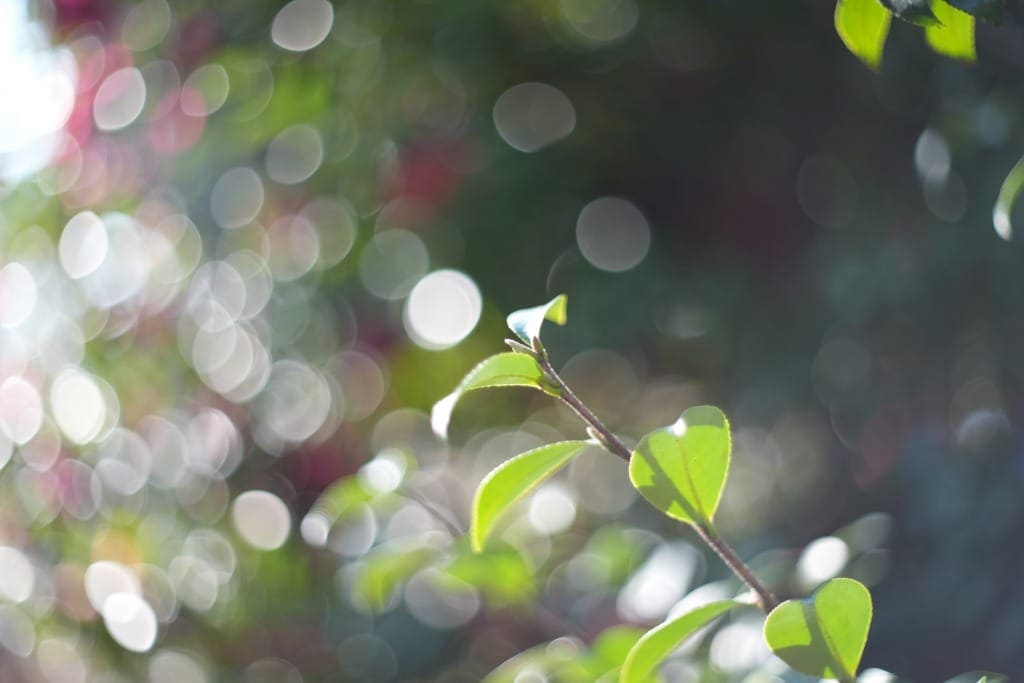 ダブルガウスとは レンズ構成の歴史 オールドレンズ Dabble Gause Optics