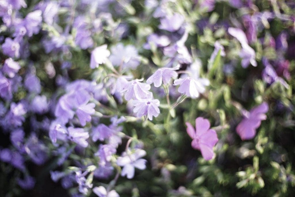 P.Angenieux 50mm f1.5 Type S21とは 銘玉神オールドレンズ