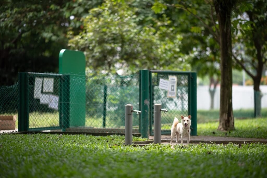west-coast-dog-run-1024x683