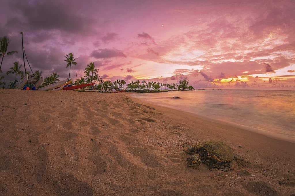 Beautiful sunset on a Hawaiian beach with a relaxing sea turtle on the Big Island of Hawaii. Perfect tranquil getaway.