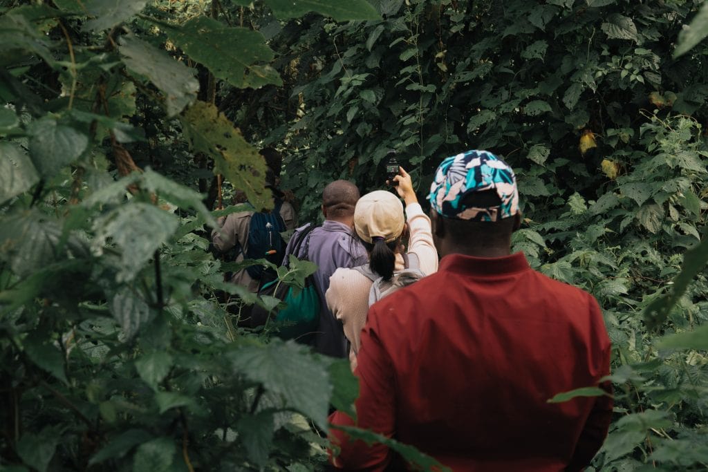 Tourists trekking in bwindi