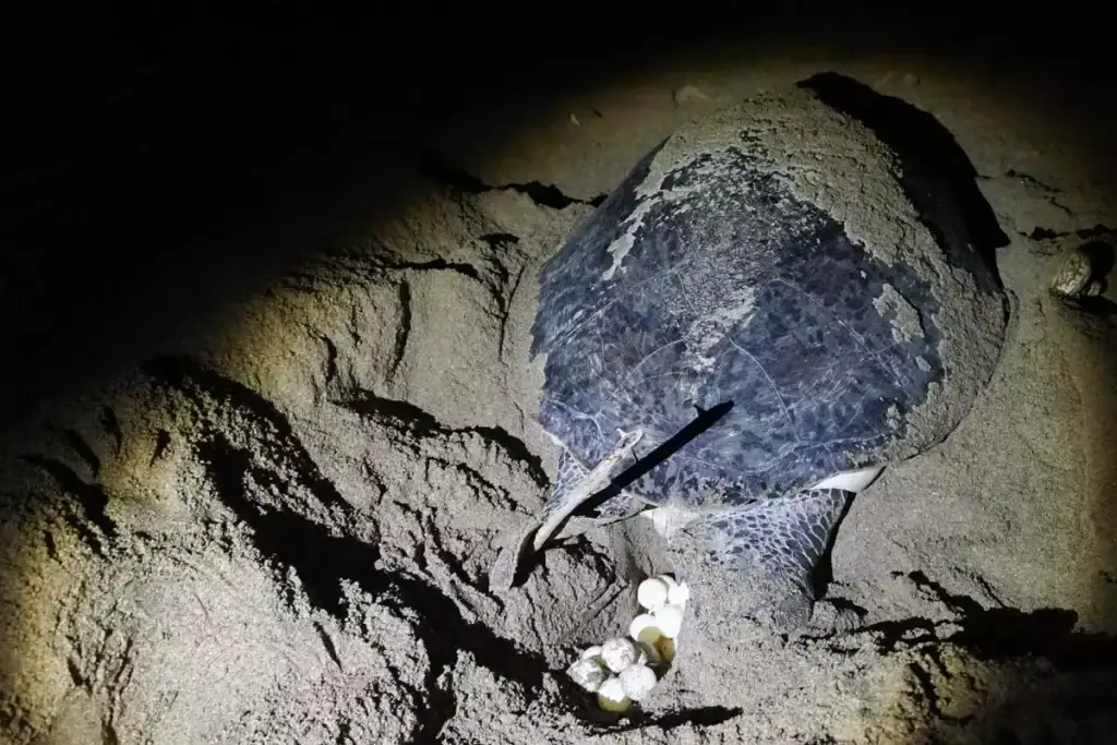 anidación de tortugas marinas