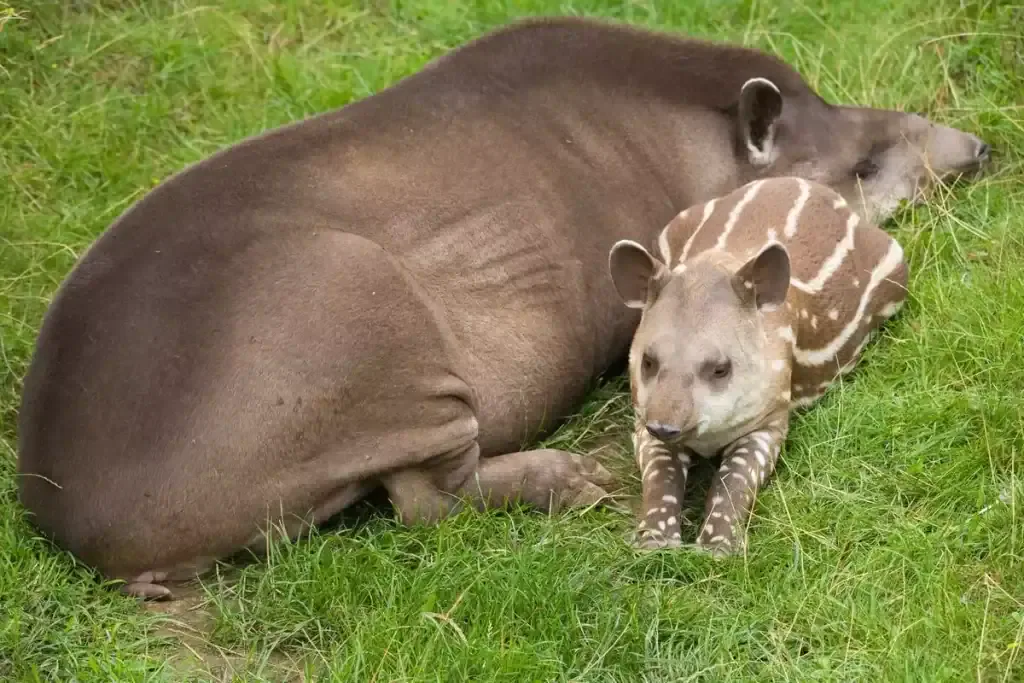 tapir en las selvas de quintana roo mexico