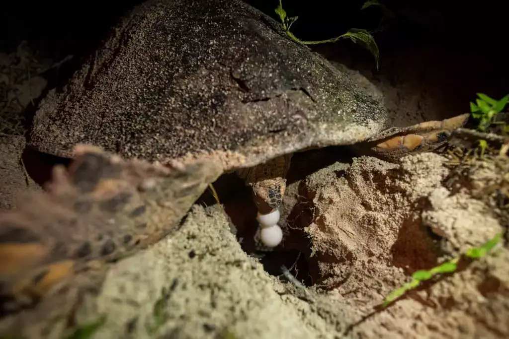 desove de tortugas