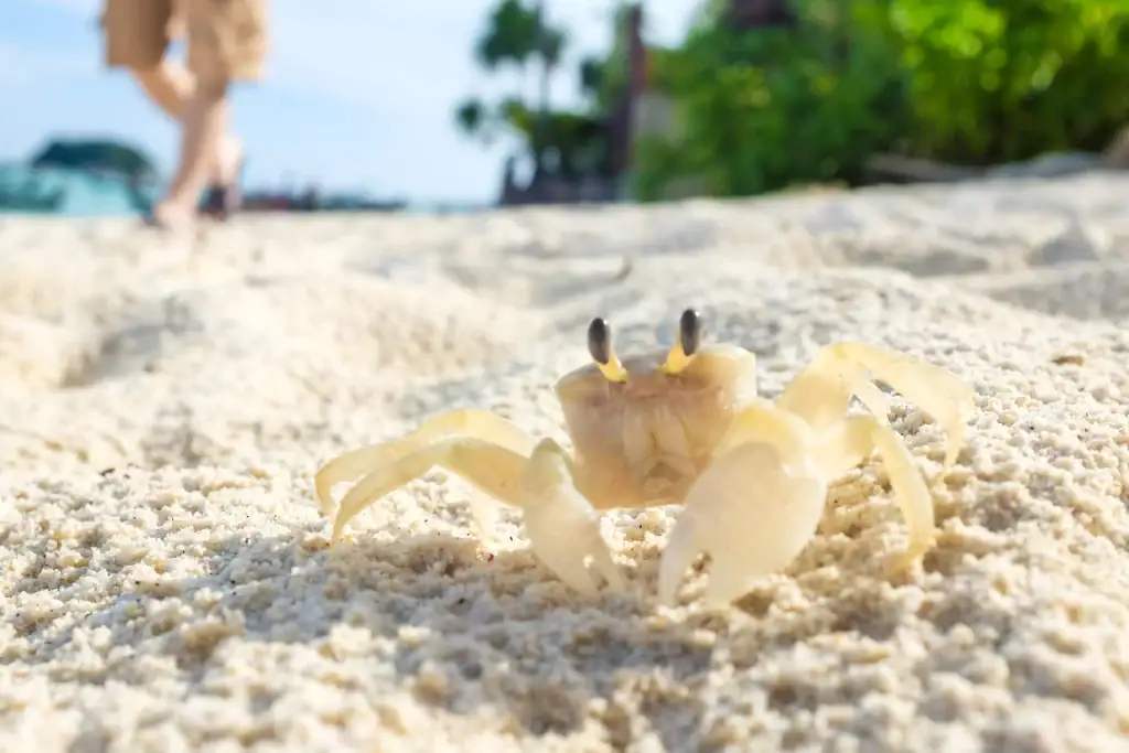 cangrejos ayudan amantener limpias las playas del caribe