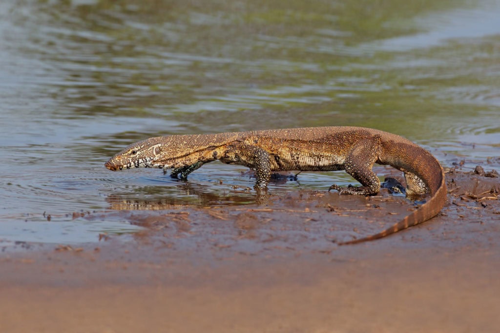 11 завораживающих растений и животных реки Нил 4 Нильский варан (Varanus niloticus) гуляет на мелководье, Южная Африка