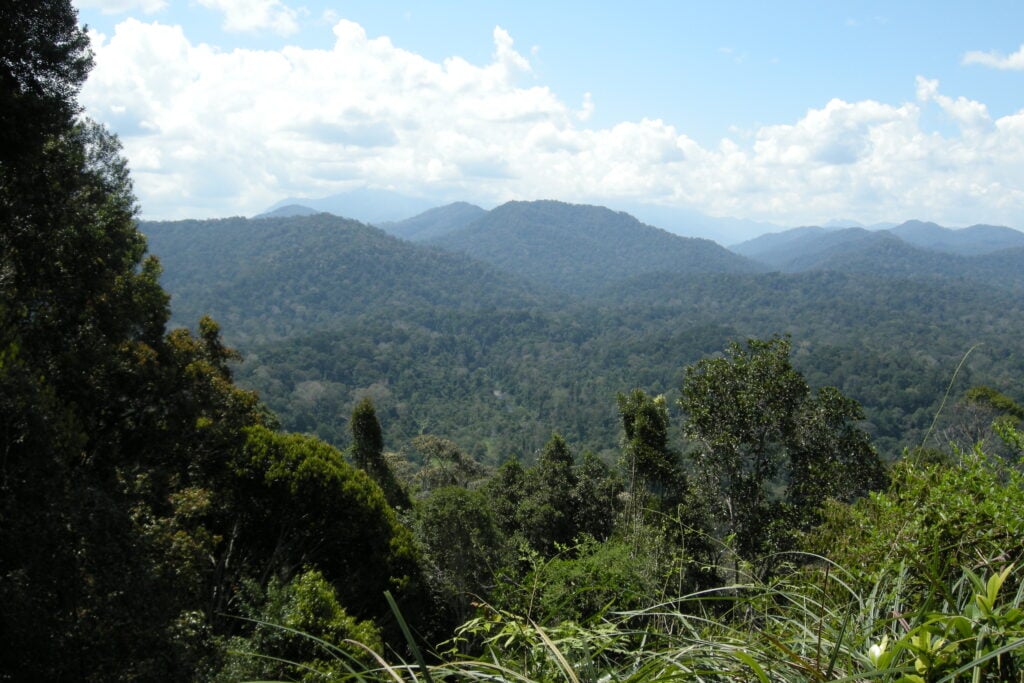17 Best Hotels in Pahang: Where to Stay for Nature, Comfort & Adventure 5 Taman Negara / Best Hotels in Pahang