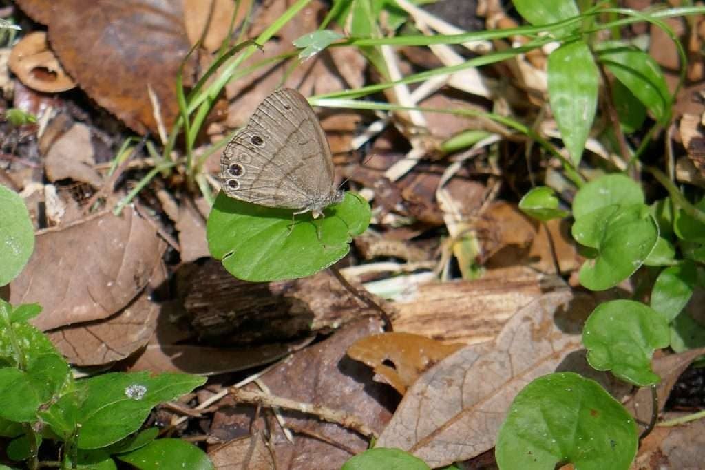 Carolina satyr (Hermeuptychia sosybius)