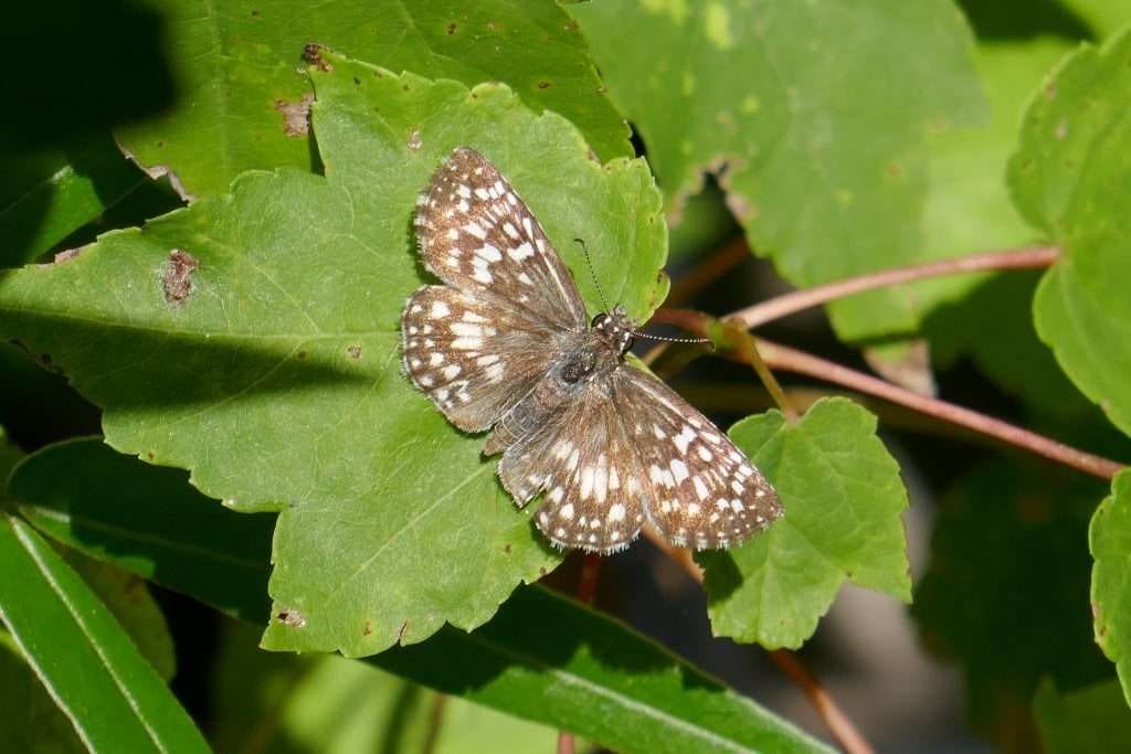 Tropical Checkered-Skipper (Pyrgus oileus)