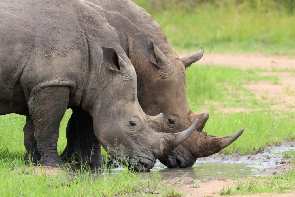 Big 5 & Wildlife Game