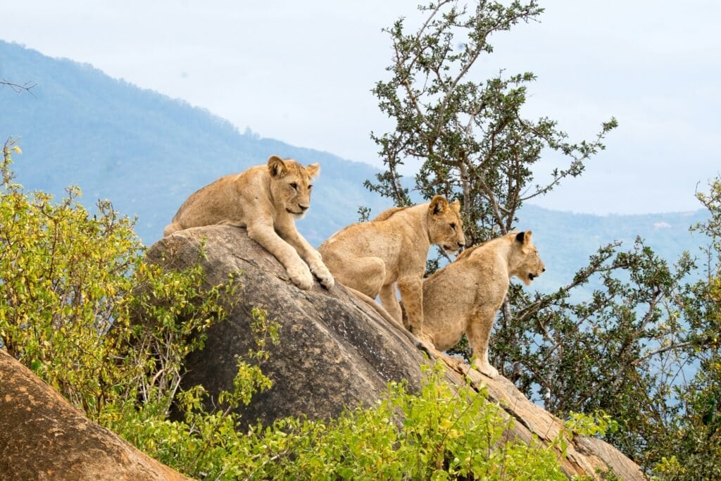 3 female teen lions seated on the rock