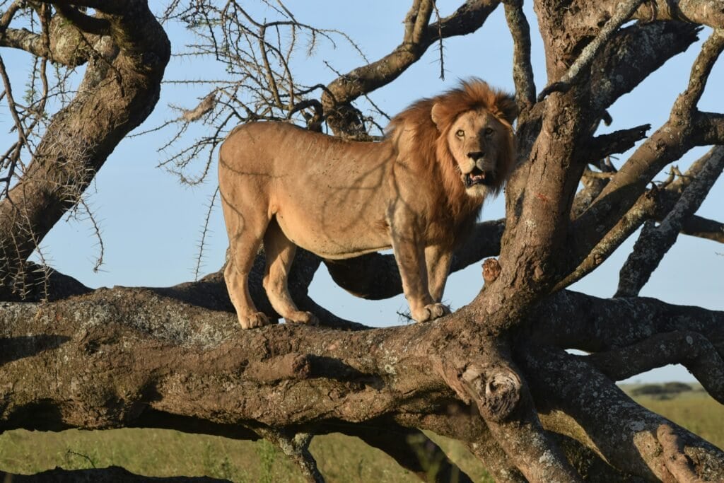 Katavi National Park.