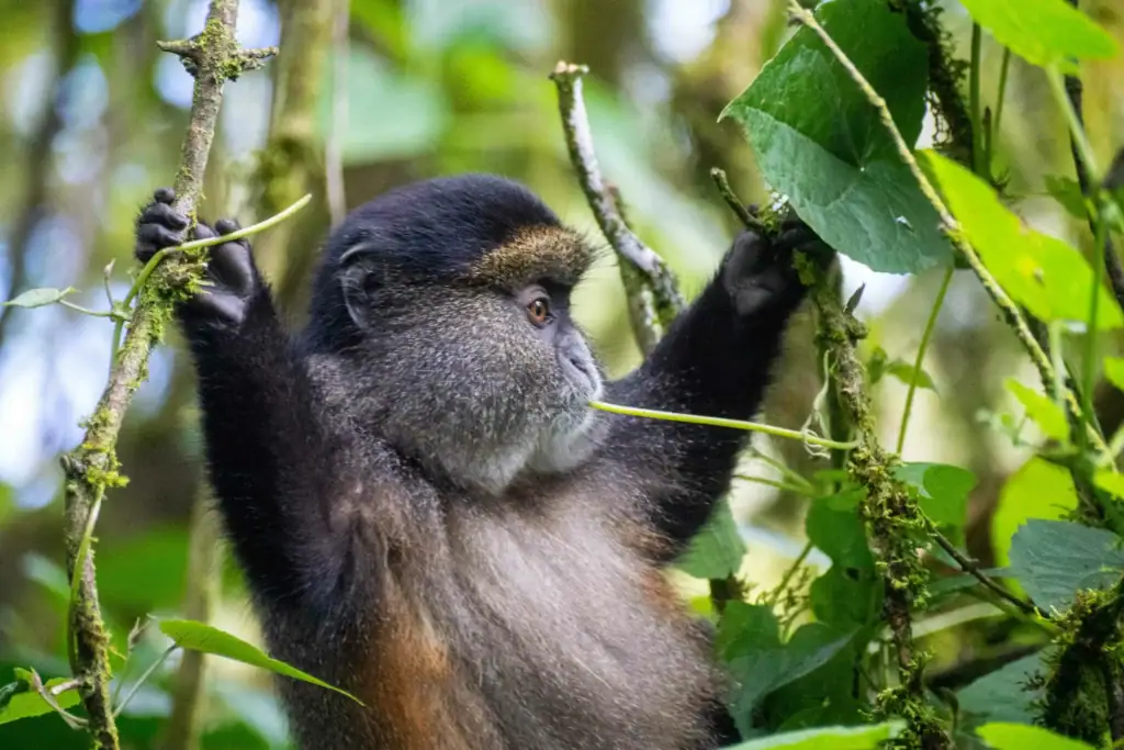 Golden monkey s in uganda