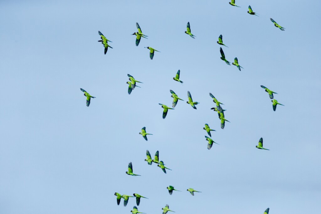 Wild Parrots of Orange County & LA: SoCal's Secret