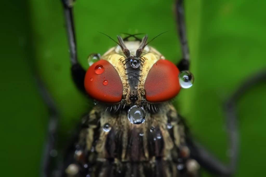 Residential exterminator guide featured image