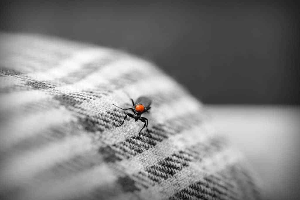 An insect on a bed sheet.