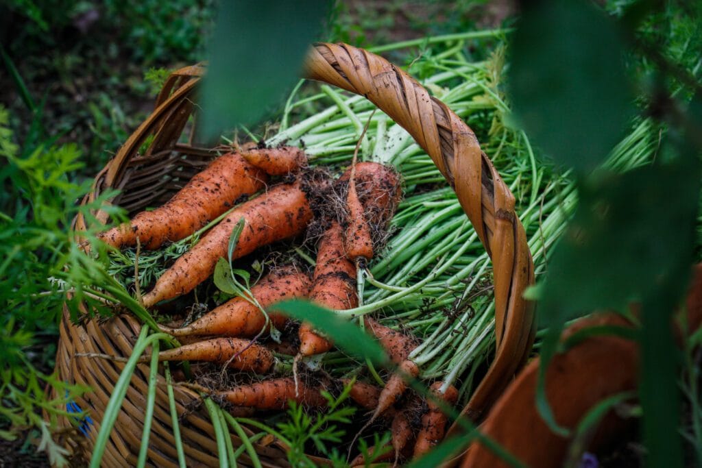 Growing Carrots
