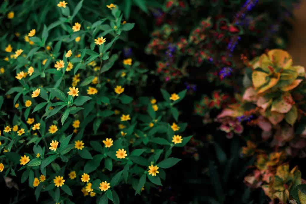 Marcia Adams, Efjay De Leon Photography