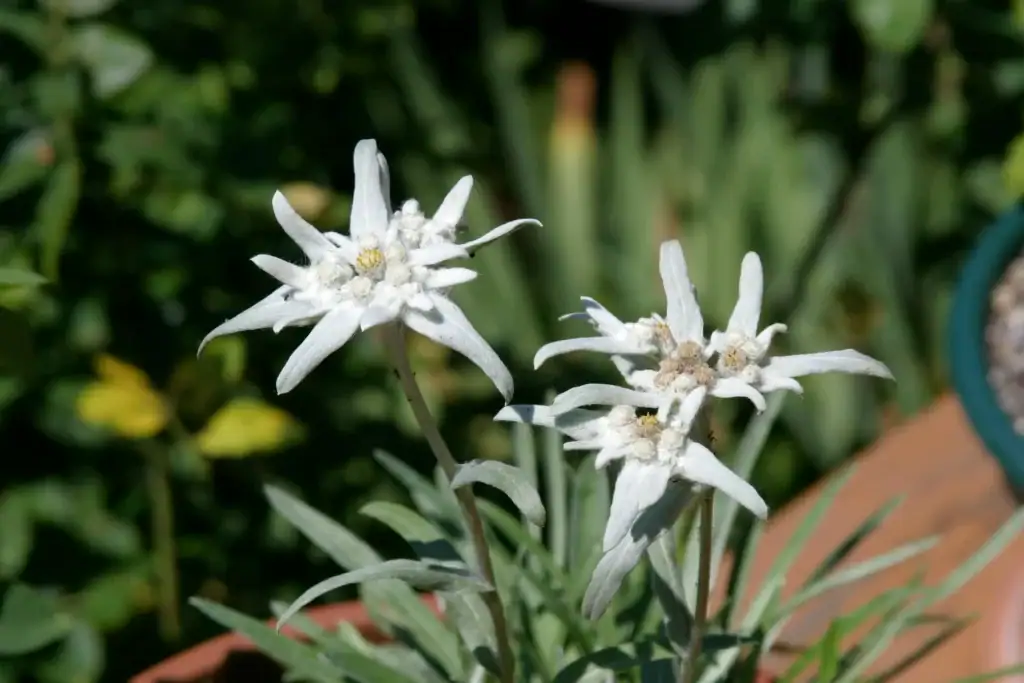 Edelweiss 2 chris michals 6nvwvJi3J5U unsplash 1 1