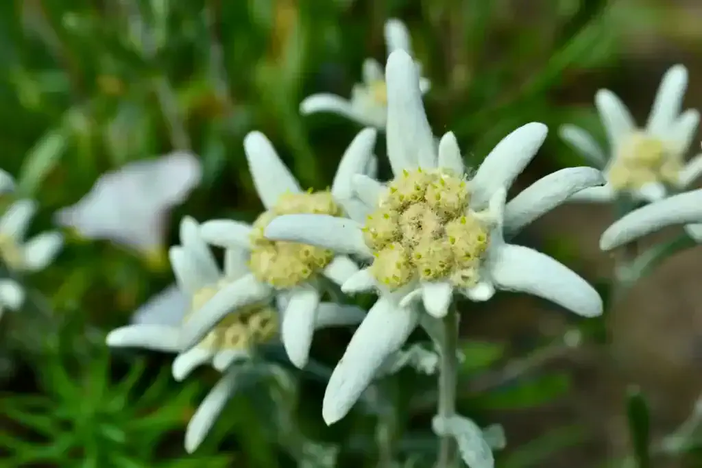 Edelweiss 1 edelweiss